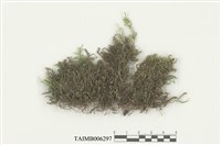 藏品(擬光萼羽蘚)的圖片